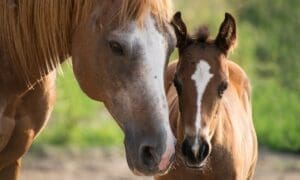Who Offers Broodmares on Loan in the UK